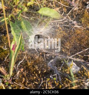 Fotografia con un bellissimo ragno web fotografato alla prima luce al mattino sulla riva di un'isola di Saaremaa Foto Stock