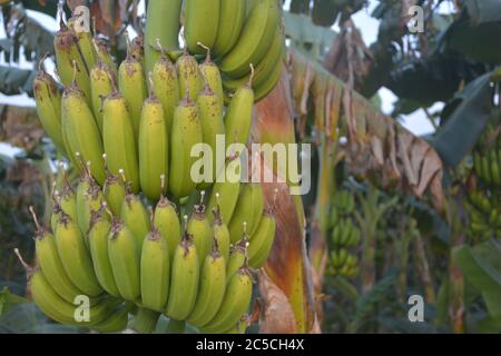 Banana verde indiana, banane appese all'albero con foglie grandi, messa a fuoco selettiva Foto Stock