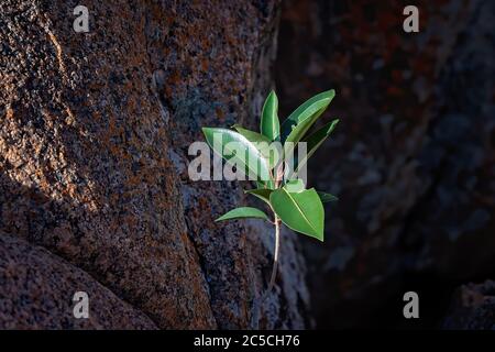 Una piccola pianta che spara accanto alla roccia vulcanica che raggiunge il sole in un ambiente di macchia australiana Foto Stock