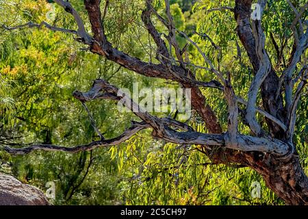 Luce luminosa attraverso gli alberi dietro i rami di alberi testurizzati nel cespuglio australiano Foto Stock