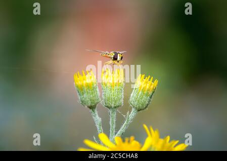 volata, sferophoria, nutrimento con nettare e polene da un fiore selvatico in primavera in spagna Foto Stock