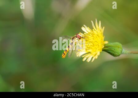 volata, sferophoria, nutrimento con nettare e polene da un fiore selvatico in primavera in spagna Foto Stock