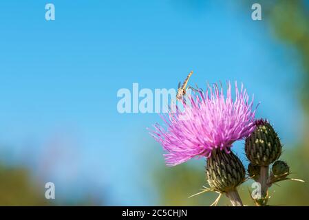 volata, sferophoria, nutrimento con nettare e polene da un fiore selvatico in primavera in spagna Foto Stock