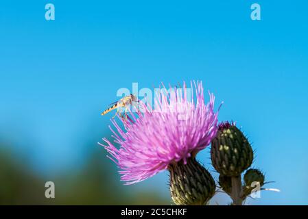 volata, sferophoria, nutrimento con nettare e polene da un fiore selvatico in primavera in spagna Foto Stock