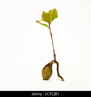 Quercia comune (Quercus robur) ghianda su sfondo bianco Foto Stock