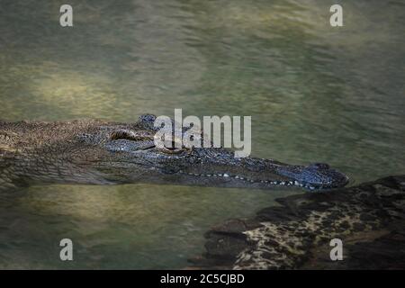 Coccodrillo piccolo con denti affilati che si raffredda in acqua limpida Foto Stock