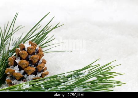 Cono in abete con fogliame verde cosparso di fiocchi di neve con spazio per la copia per aggiungere un messaggio personalizzato Foto Stock