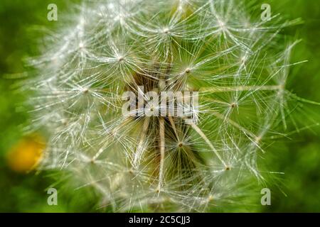 I semi di dente di leone belli si avvicinano su sfondo verde Foto Stock