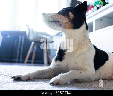 Ritratto di un uomo anziano Jack Russell Terrier giace sul pavimento del tappeto e riposa nelle luci del sole Foto Stock