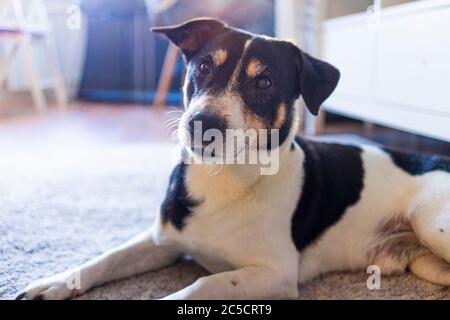 Ritratto di un uomo anziano Jack Russell Terrier giace sul pavimento del tappeto e riposa nelle luci del sole Foto Stock