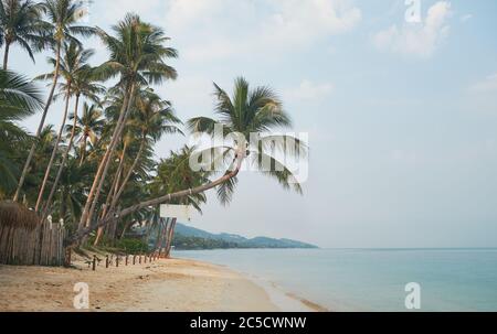 Bella spiaggia tropicale e mare con palme da cocco per viaggi e vacanze - immagine. Thailandia, Samui Foto Stock