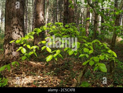 Foglie nuove su faggi (Fagus sylvatica) in un'area di bosco misto conosciuta come legno di Bacton (o legno di Witton) in Norfolk. Foto Stock