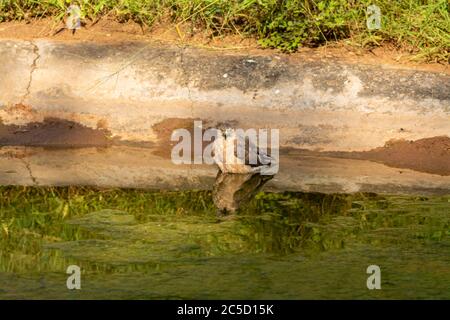 Shikra o Accipiter badius o goshawk poco bandito dissetando con riflessione in acqua. Un uccello o preda arrabbiato durante la migrazione invernale A. Foto Stock