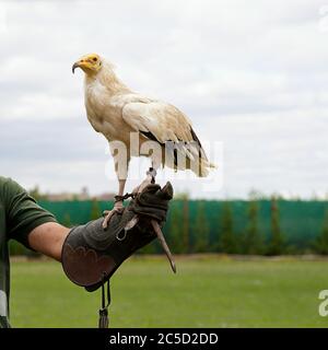 Avvoltoio egiziano (Neophron percnopterus) nelle mani di un falconero Foto Stock