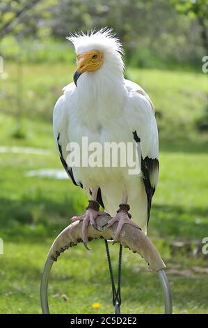 Avvoltoio egiziano (Neophron percnopterus) appollaiato su un oste Foto Stock