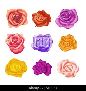 Ampia serie di beautiful boccioli di rosa luminosi in diversi colori bianco Illustrazione Vettoriale