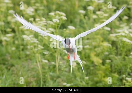Ritratto di una Terna artica in volo sulle Isole Farne Northumberland Foto Stock