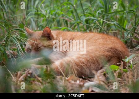 Gatto vagato di zenzero arancione, abbandonato, dormendo e riposando, con un pisolino in un giardino pieno di erba verde alta. Immagine di un gatto zenzero, Stray e aband Foto Stock