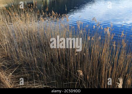 Lago di Aegeri (Ägerisee) con lamine di canna e acqua dolce limpida, Svizzera Foto Stock