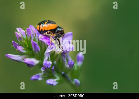 Ragno di granchio rosso, synema globosum, in attesa di una preda su un fiore selvatico a Palencia, Spagna Foto Stock