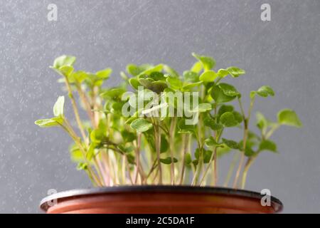 Giovane arugola verde germogli/semenzali sotto le gocce di pioggia in vaso di plastica, fuoco morbido selettivo su sfondo grigio. Giardinaggio, crescendo in hotbed, estate Foto Stock