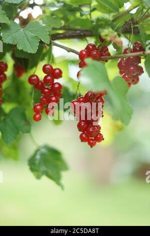 Primo piano di paglia matura di ribes rosso, o ribes rosso (Ribes rubrum), un membro del genere Ribes della famiglia dei frutti di bosco. Foto Stock