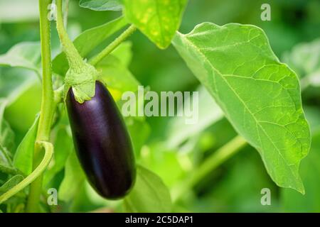 Melanzane crescente foglia di ramo verde. Foto Stock