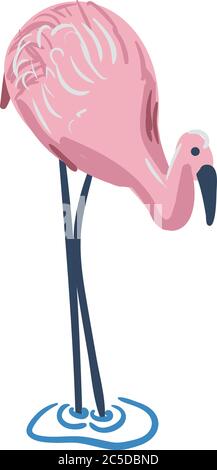 flamingo in piedi in acqua vettore illustrazione Illustrazione Vettoriale
