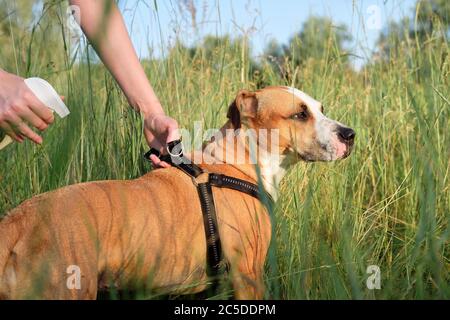 Anti zanzare e anti-insetti per cani attivi all'aperto. La persona usa lo spray per prevenire gli insetti e le punture di zecche di animale domestico su escursioni Foto Stock