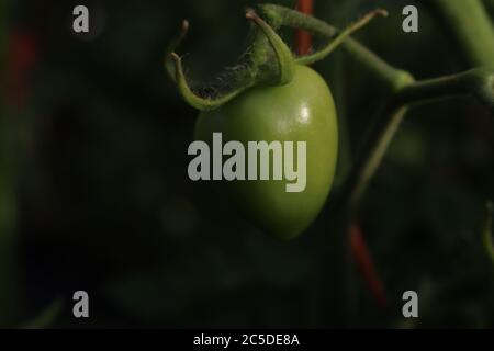 Un primo piano di un pomodoro verde senza maturazione della passione sulla sua pianta. Foto Stock