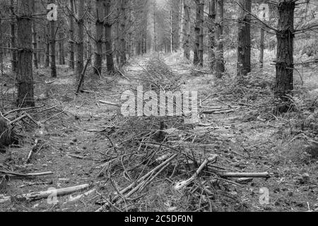 Un viale simmetrico tra 2 file di alberi di pino piantati, riempito di piccoli rami colmi di capanno che diminuiscono in distanza. Monocromatico Foto Stock