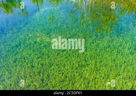 Alghe marine nel fondo del lago di Plitvice, Croazia Foto Stock