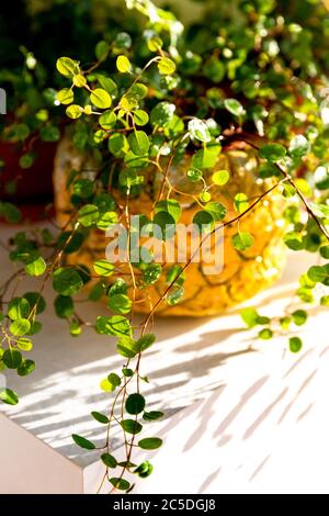 Piantare Muehlenbeckia in una piantatrice decorativa dopo aver bagnato da una pistola a spruzzo sul tavolo illuminato dalla luce solare, circondato da altre piante da interno. Foto Stock