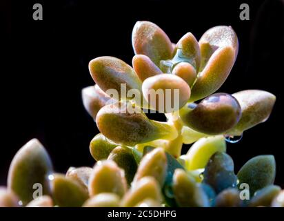 Pianta succulenta primo piano, una pioggia su foglie di freschezza dettaglio di sedum dasyphyllum Foto Stock