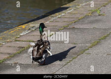 anatra sul molo a piedi lontano dalla macchina fotografica Foto Stock