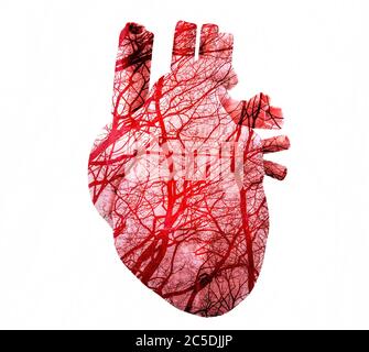 cuore umano stilizzato con vasi a ramificazione, rendering 3d Foto Stock