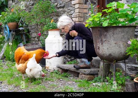 Una donna anziana accovacciata giù tenendo fuori una mano di grano per alimentare un gallo e gallina in un cortile di paese con pentole e piante nel Galles occidentale Regno Unito Foto Stock