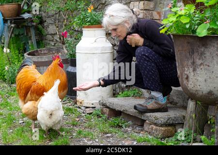 Una donna anziana accovacciata giù tenendo fuori una mano di grano per alimentare un gallo e gallina in un cortile di paese con pentole e piante nel Galles occidentale Regno Unito Foto Stock