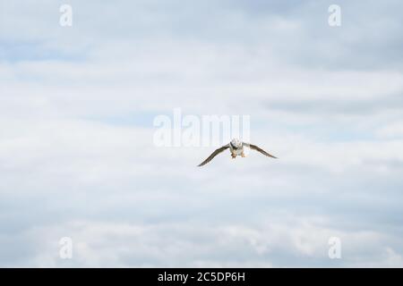 Un ritratto di un colorato Puffins Atlantico che volava al suo nido con una bocca piena di pesci sulle Isole Farne Northumberland Foto Stock