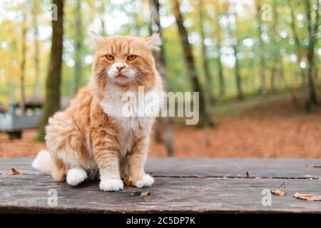 Un gatto a strisce bianco e rosso soffici si siede su una panchina di legno nel Parco e lo guarda con una schiuma. Sullo sfondo, foglie e alberi caduti. Foto Stock