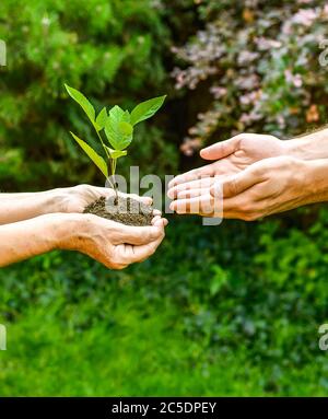 Mani giovani e senior che tengono verde pianta. La donna anziana con le mani rughe dà una pianta verde ad un giovane uomo in luce del sole, sfondo verde offuscato Foto Stock