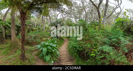 Sentiero escursionistico al canyon Trou de Fer all'isola la Reunion - vista panoramica Foto Stock