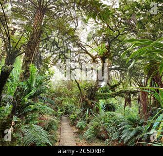 Sentiero escursionistico al canyon Trou de Fer all'isola la Reunion Foto Stock