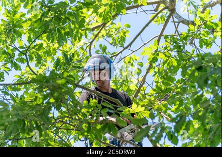 Un chirurgo dell'albero o Arborista si accovchiò in su in un baldacchino dell'albero pronto per iniziare il lavoro. Foto Stock