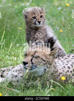 Uno dei quattro cuccioli di ghepardo di 11 settimane nati allo zoo di Colchester, nell'Essex, durante il blocco, accanto alla madre Sia, mentre esplora per la prima volta il recinto all'aperto. Le tre femmine sono state chiamate Nova, Hope e Star (NHS), per onorare il lavoro dell'NHS durante la pandemia, con il cucciolo maschio che è stato chiamato colonnello Tom, dopo il veterano di guerra che ha raccolto più di 32 milioni di sterline per l'NHS. Foto Stock