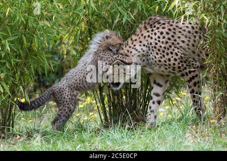 Uno dei quattro cuccioli di ghepardo di 11 settimane nati allo zoo di Colchester, nell'Essex, durante il blocco, gioca con la madre sia, mentre esplora per la prima volta il recinto all'aperto. Le tre femmine sono state chiamate Nova, Hope e Star (NHS), per onorare il lavoro dell'NHS durante la pandemia, con il cucciolo maschio che è stato chiamato colonnello Tom, dopo il veterano di guerra che ha raccolto più di 32 milioni di sterline per l'NHS. Foto Stock