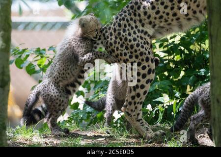 Uno dei quattro cuccioli di ghepardo di 11 settimane nati allo zoo di Colchester, nell'Essex, durante il blocco, gioca con la madre sia, mentre esplora per la prima volta il recinto all'aperto. Le tre femmine sono state chiamate Nova, Hope e Star (NHS), per onorare il lavoro dell'NHS durante la pandemia, con il cucciolo maschio che è stato chiamato colonnello Tom, dopo il veterano di guerra che ha raccolto più di 32 milioni di sterline per l'NHS. Foto Stock