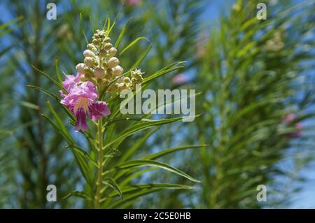 Il salice del deserto (Chilopsis linearis) fiorisce, fuoco selettivo sul fiore, copyspace Foto Stock