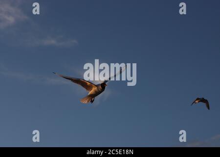 Un glorioso gabbiano a testa nera che vola contro un cielo blu Foto Stock