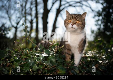 tabby bianco britannico shorthair gatto all'aperto in piedi in lussureggiante fogliame in giornata di sole Foto Stock